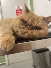 Do your cats demand to picked up and cuddled?