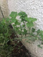What is eating my plants?