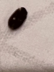 Help! Is this a bed bug or some other insect??