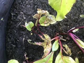 Help with Beetroot plants