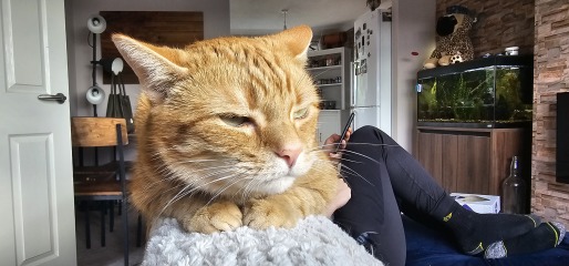 Please can I see your orange cats?