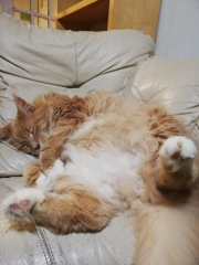 Please can I see your orange cats?
