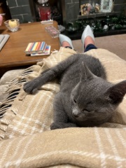 New kitten arrived