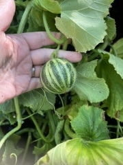 Melons....anyone had success before, and what do I do now!