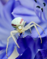Just wanted to show off this bad boy (don't look if you don't like spiders)