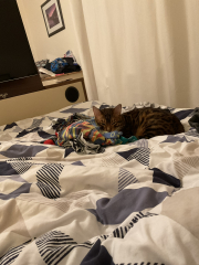 How have cats improved your life?