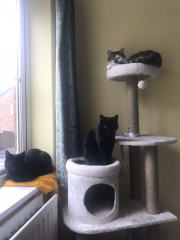 Anyone think three cats is manageable?