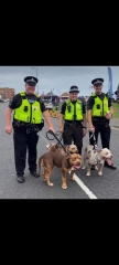 Another dog attack, man killed, can this just go on?