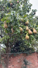 When do I pick my pear?