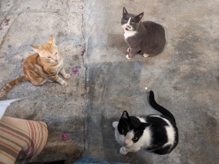 Further Adventures of the Excellent Cats