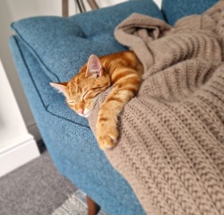 Please can I see your orange cats?
