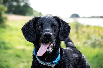 To start a positive dog thread