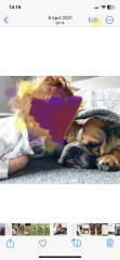 American Bully XL to be banned by end of year