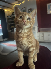 Please can I see your orange cats?