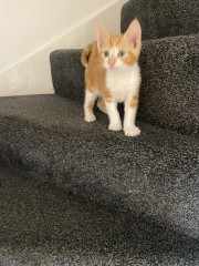 Kitten biting and scratching/ pouncing on me