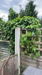 Is this Japanese Knotweed?