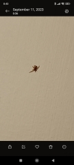 Are these mites or spiders? Do I need to hire a pest control services?