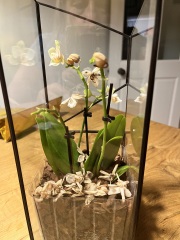Orchid help!
