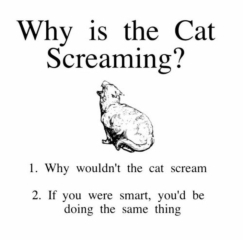 I'm in bed with COVID and utterly miserable. Can I see pics of your pets/favourite memes or favourite jokes?
