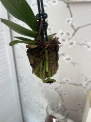 Orchid help