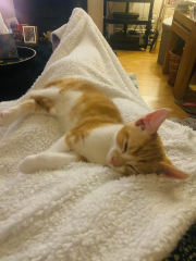 Kitten biting and scratching/ pouncing on me