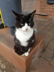 Further Adventures of the Excellent Cats