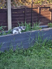 Kitten harness- yes or no ?