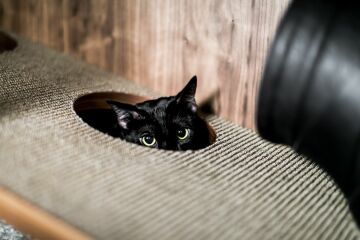 Building a cat house and wall pass throughs