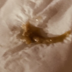 Thing I pulled out from my nose