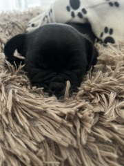 Full pug?