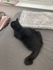 Cat pics to distract me