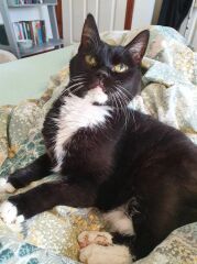 A thread for older cats 10+