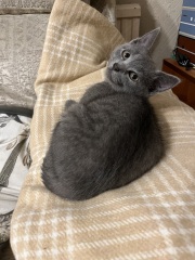 New kitten arrived