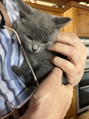 New kitten after sad loss