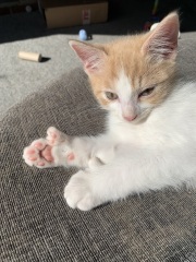 I wasn't expecting kittens to beg!