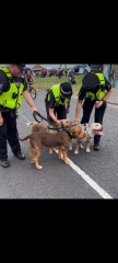 Another dog attack, man killed, can this just go on?