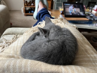 New kitten arrived