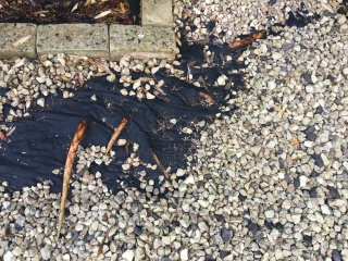 help please - neighbour's bamboo popping up in our garden