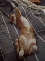 Please can I see your orange cats?