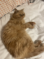 Arghh Cheddar has cystitis.