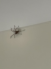 Just wanted to show off this bad boy (don't look if you don't like spiders)