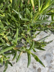 How to take cuttings from this succulent?