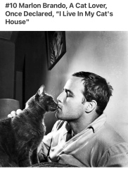 Further Adventures of the Excellent Cats