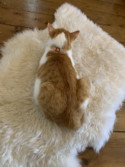 Please can I see your orange cats?