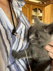 New kitten after sad loss