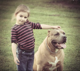 Sick of these XL bully owners 