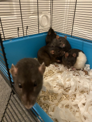 I've taken rescue rats and can't stand the smell