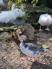 Come and tell me your dull and unexciting news 26: Calmly through the day 