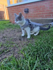 Kitten harness- yes or no ?