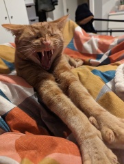 Please can I see your orange cats?